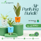 Air Purifying Plant Bundle – Self Watering Pots (Set of 3)